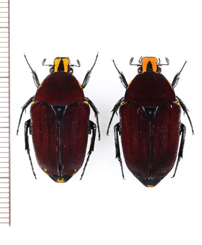 珍品】モロニド・バーナ（1オス、マダガスカル産） 【公式通販】