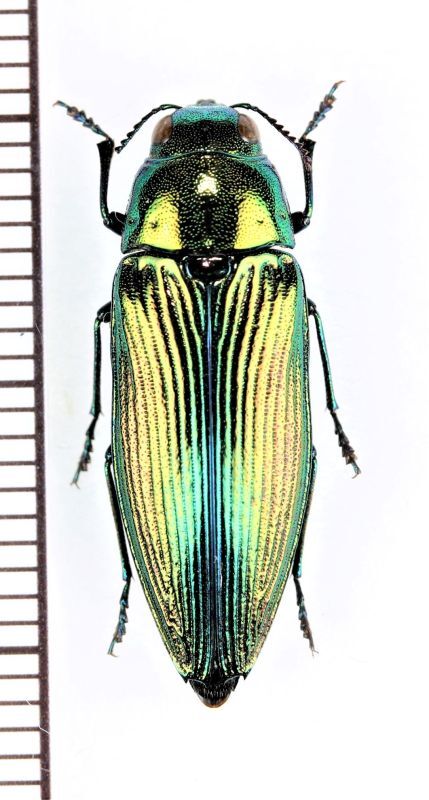 外国産甲虫標本】ロシア産 エゾアオタマムシ♀【美麗種！約19ミリ】 森