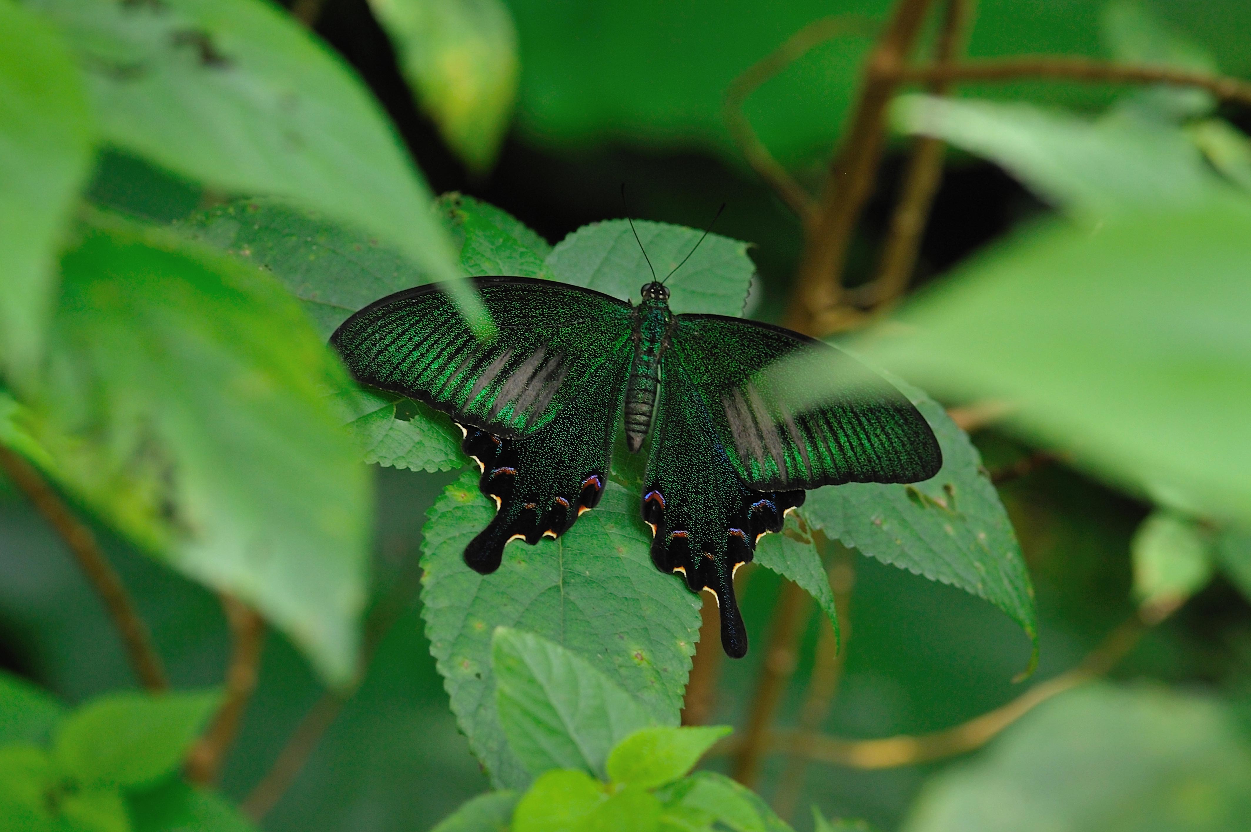 ヤエヤマカラスアゲハの美しい羽や特徴を紹介 | 虫の写真と生態なら