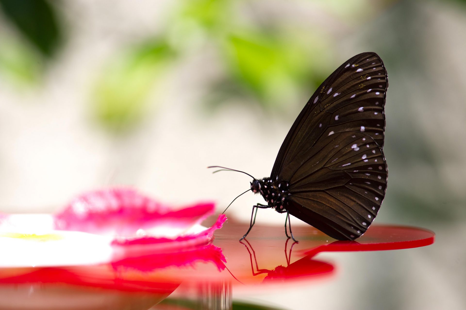 ツマムラサキマダラ | 虫の写真と生態なら昆虫写真図鑑「ムシミル」