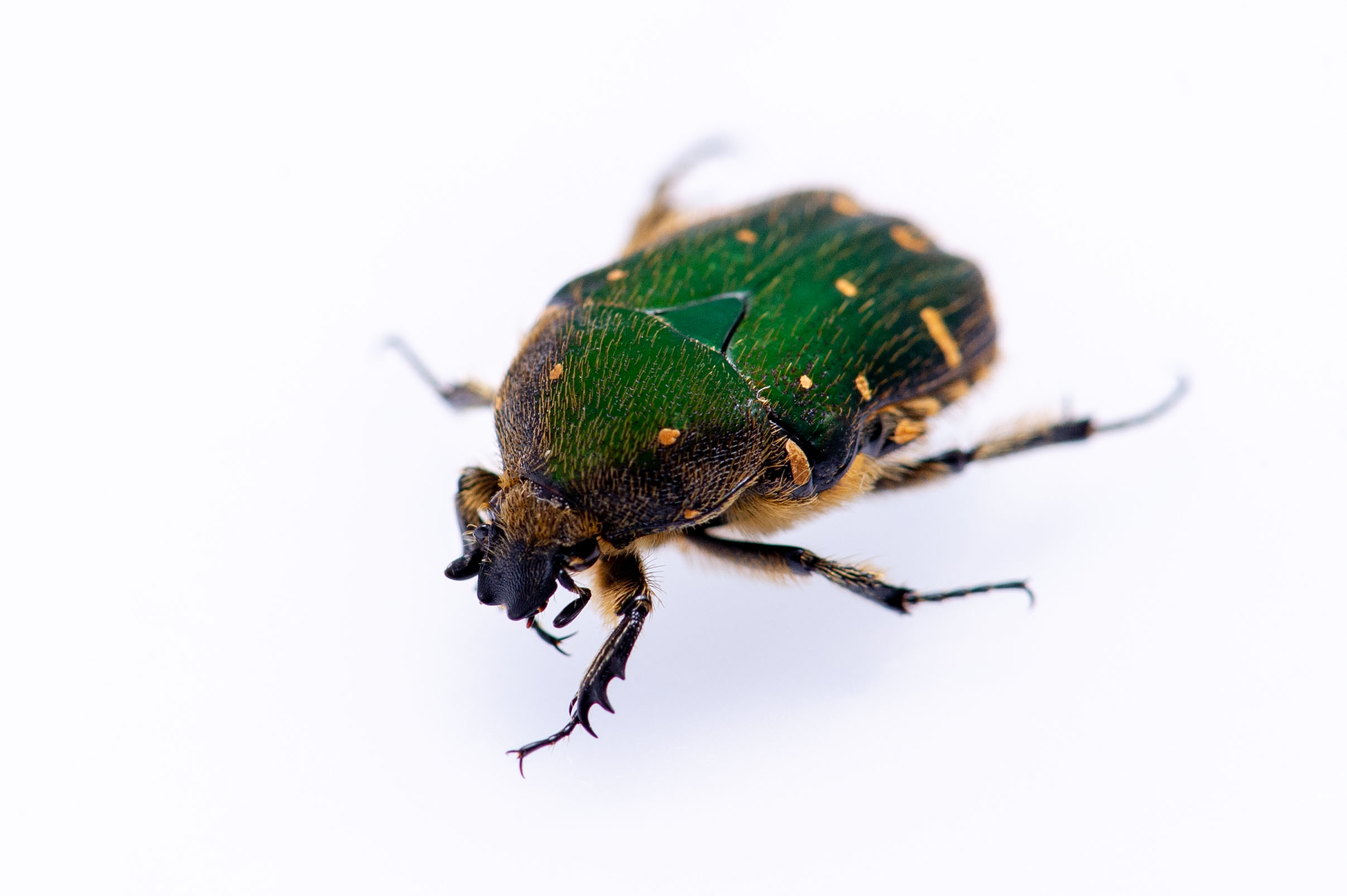 アンゴラ産 珍品ハナムグリ 38mm アンゴラ産 珍品ハナムグリ 38mm