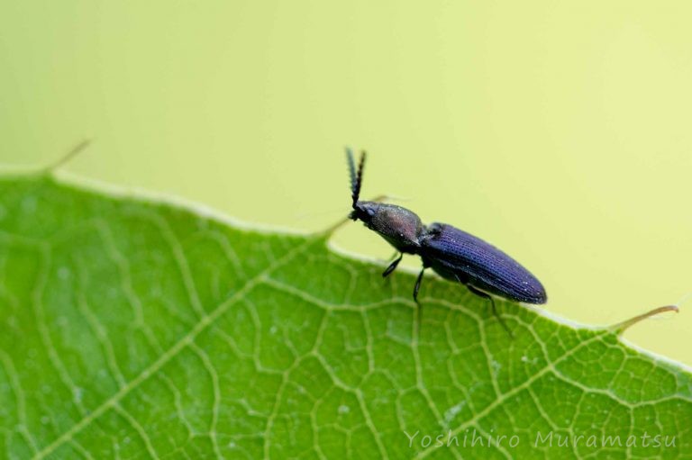 38mm】アングラトゥスミカドコメツキムシ フェラーリコメツキムシ甲虫