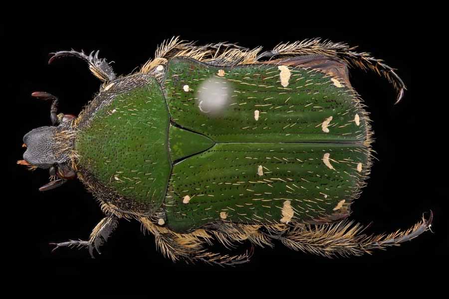 コアオハナムグリ｜INSECT.Minoh.City