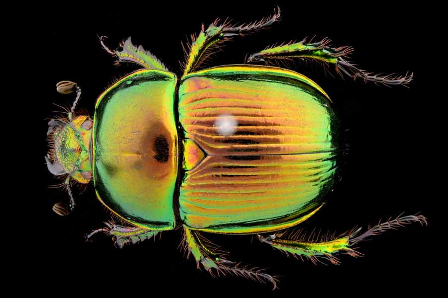 標本 オオセンチコガネ10頭、ルリセンチコガネ36頭、ミドリセンチ