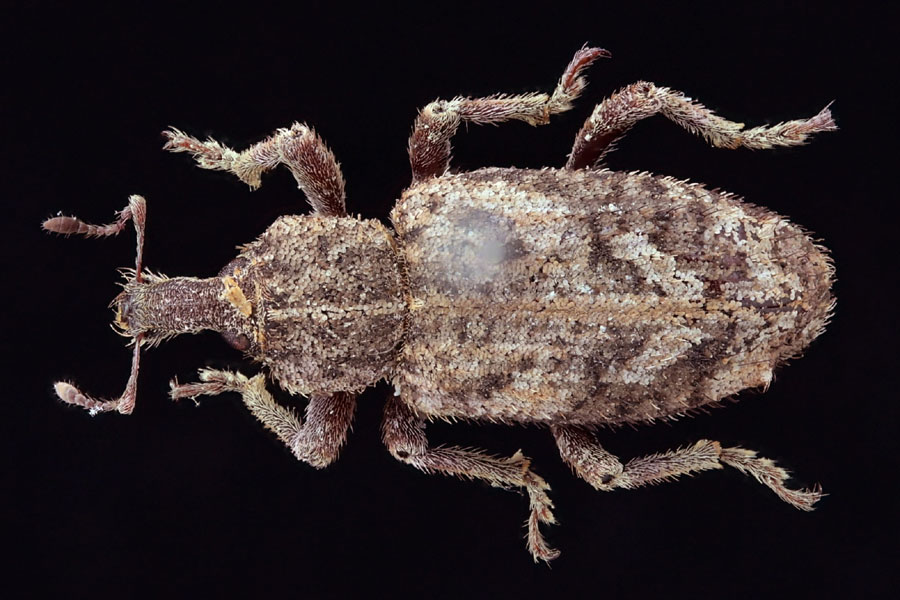 ヤサイゾウムシ｜INSECT.Minoh.City