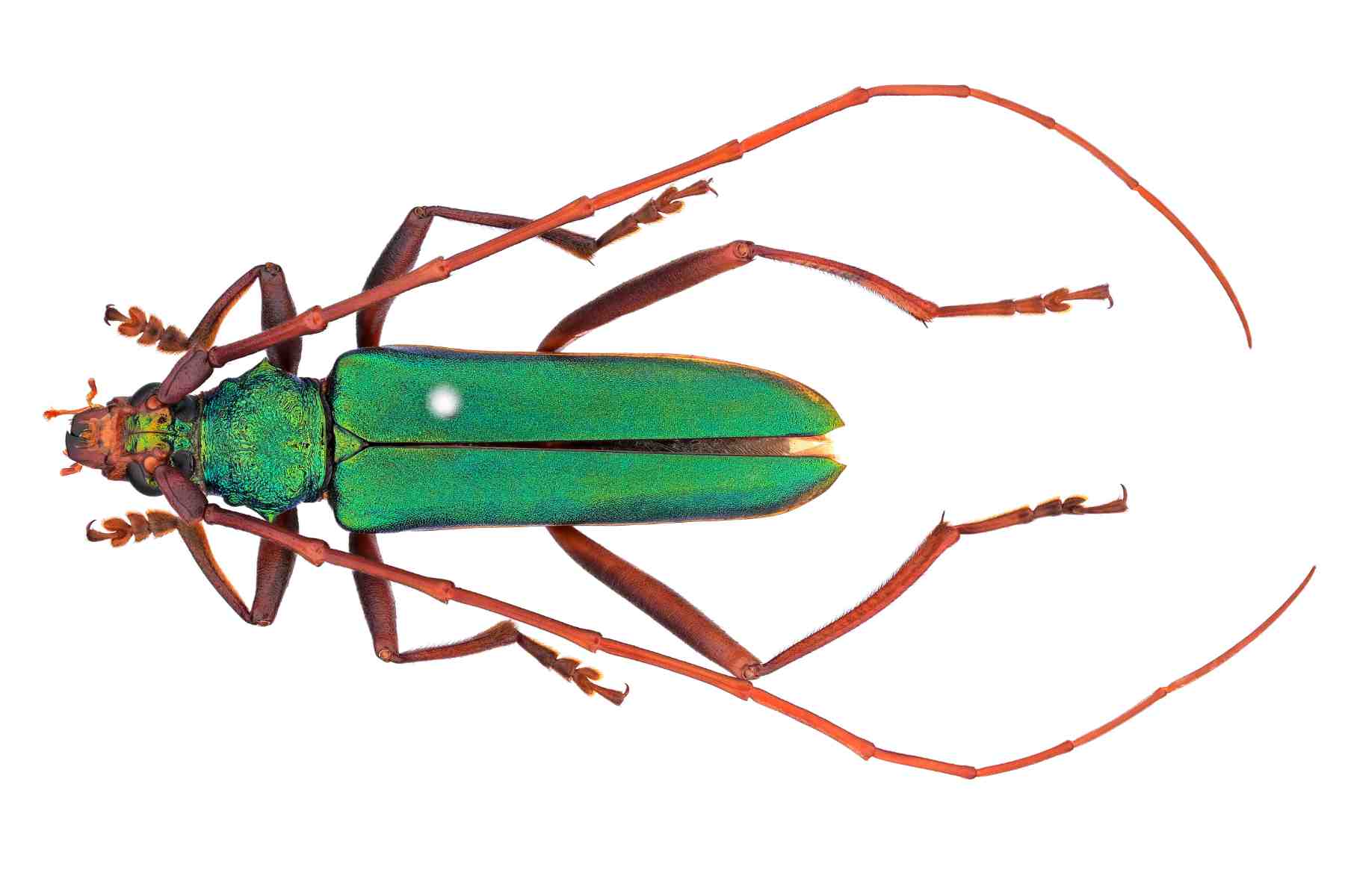 アカアシオオアオカミキリ｜INSECT.Minoh.City