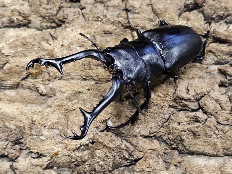 ギラファノコギリクワガタ 104/48 ペア - INSECT SHOP 美咲