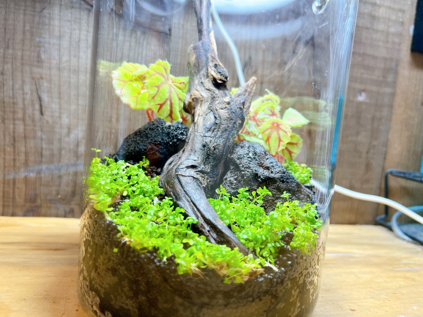 DOOA ガラスポットMARU130 | color ガラスポット MARU130 ADA DOOA