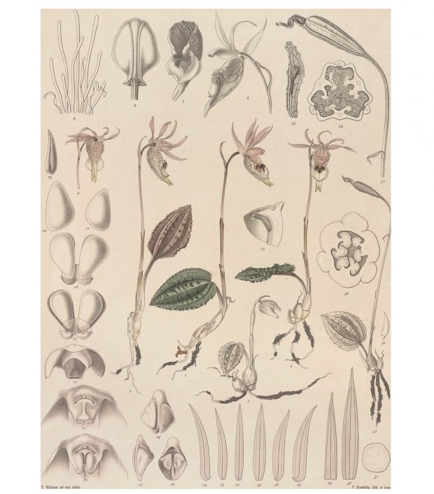 賀来飛霞 彩色花弁圜 希少 墨彩画 日本画 牧野富太郎 小石川植物園