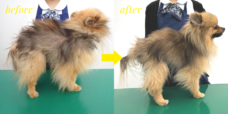 ポメラニアンの皮膚科治療】アロペシアGR＋で改善！！ | 四季の森