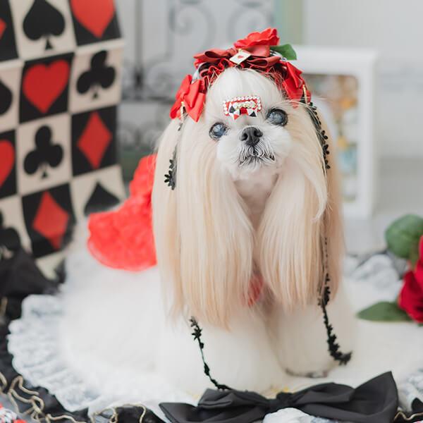 CanNana 犬 不思議の国のアリス ヘッドドレス アクセサリー リボン