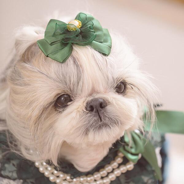 CanNana 犬 ネックドレス アクセサリー リボン バレッタ付 ギフト