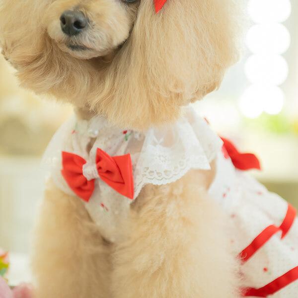 CanNana 犬 犬服 春夏 さくらんぼフレアーワンピース レース