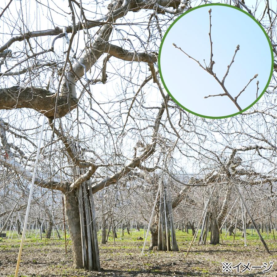 Leaf Corp かじり木 国産 りんごの木 中枝 500g お徳用パック