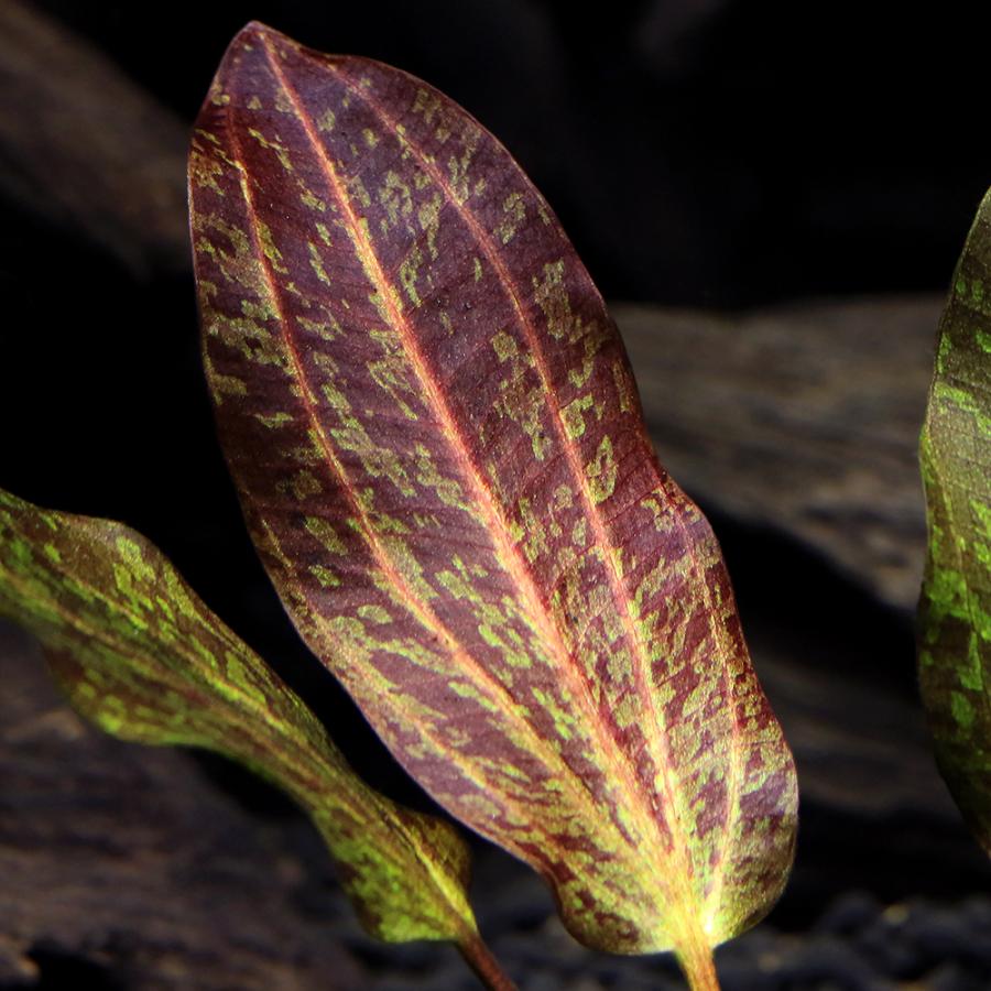 チャーム（charm） （水草）エキノドルス レッドフレーム（水中葉