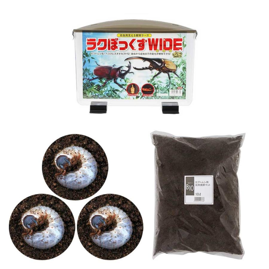 チャーム（charm） （昆虫）見える観察ケース ラクぼっくす ワイド
