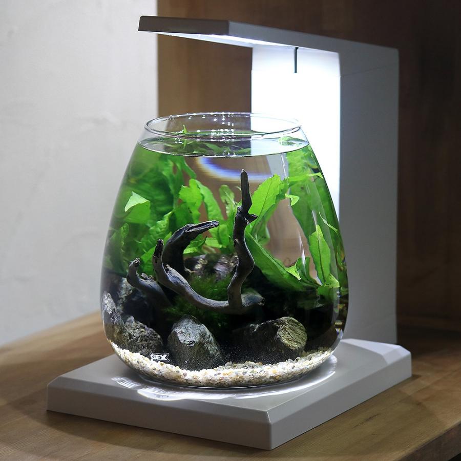 水草）GEX PERCO ペルコで作る小さな水草の世界 本州四国限定