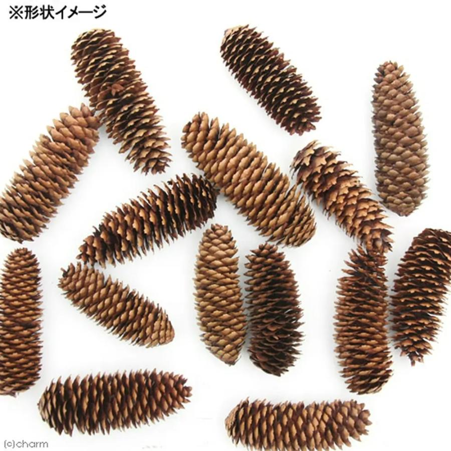 Leaf Corp 国産 長い松ぼっくり 1個×5袋 小動物のおもちゃ パイン