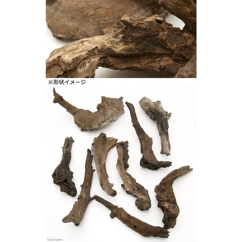 チャーム（charm） 形状お任せ 煮込み済み 塊状流木 XLサイズ（約