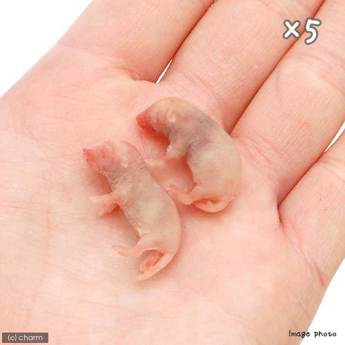 冷凍☆富城 ピンクマウスS（10匹） ×5（約2．5cm） 冷凍マウス