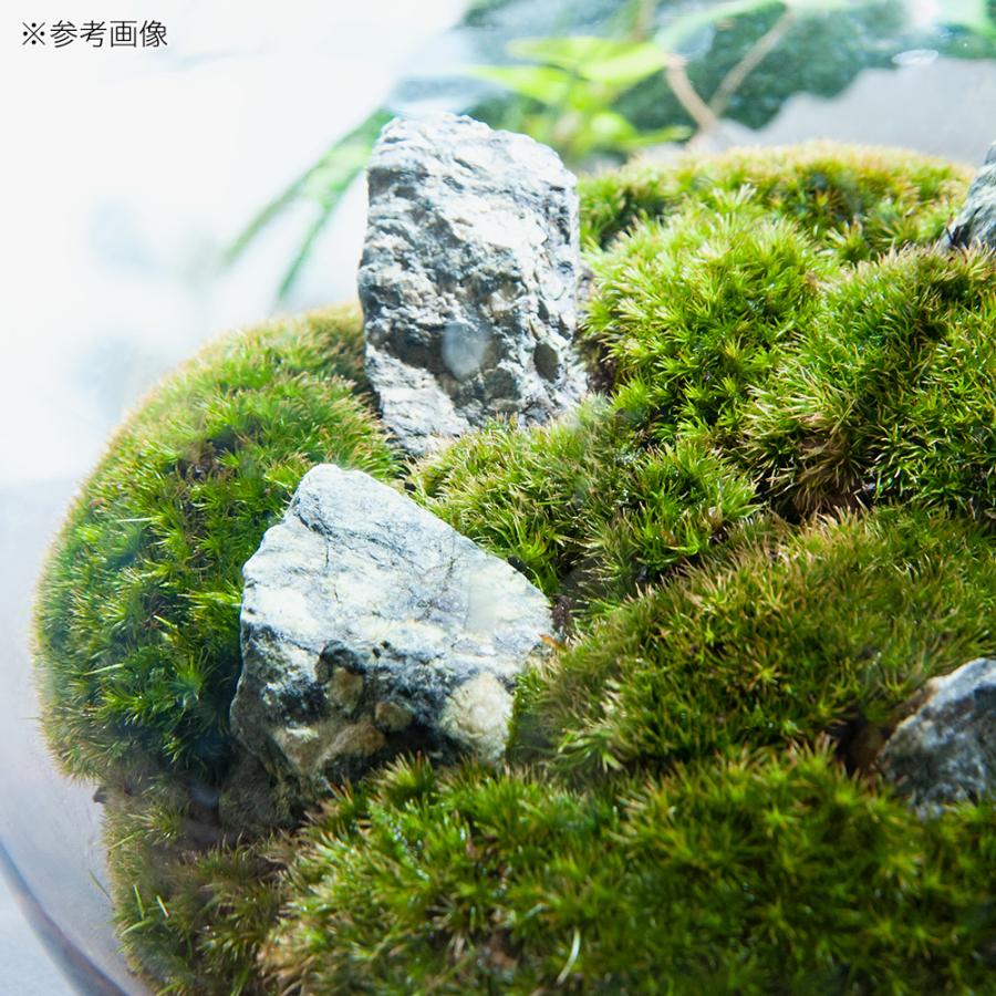 観葉植物）LED植物育成用ライト付き 苔テラリウム スフィア
