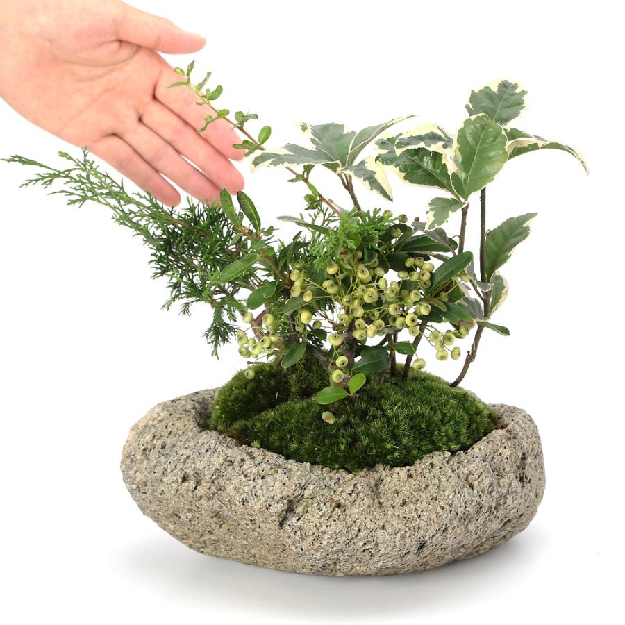 チャーム（charm） （山野草）苔盆栽 クリスマスカラーの寄せ植え 白