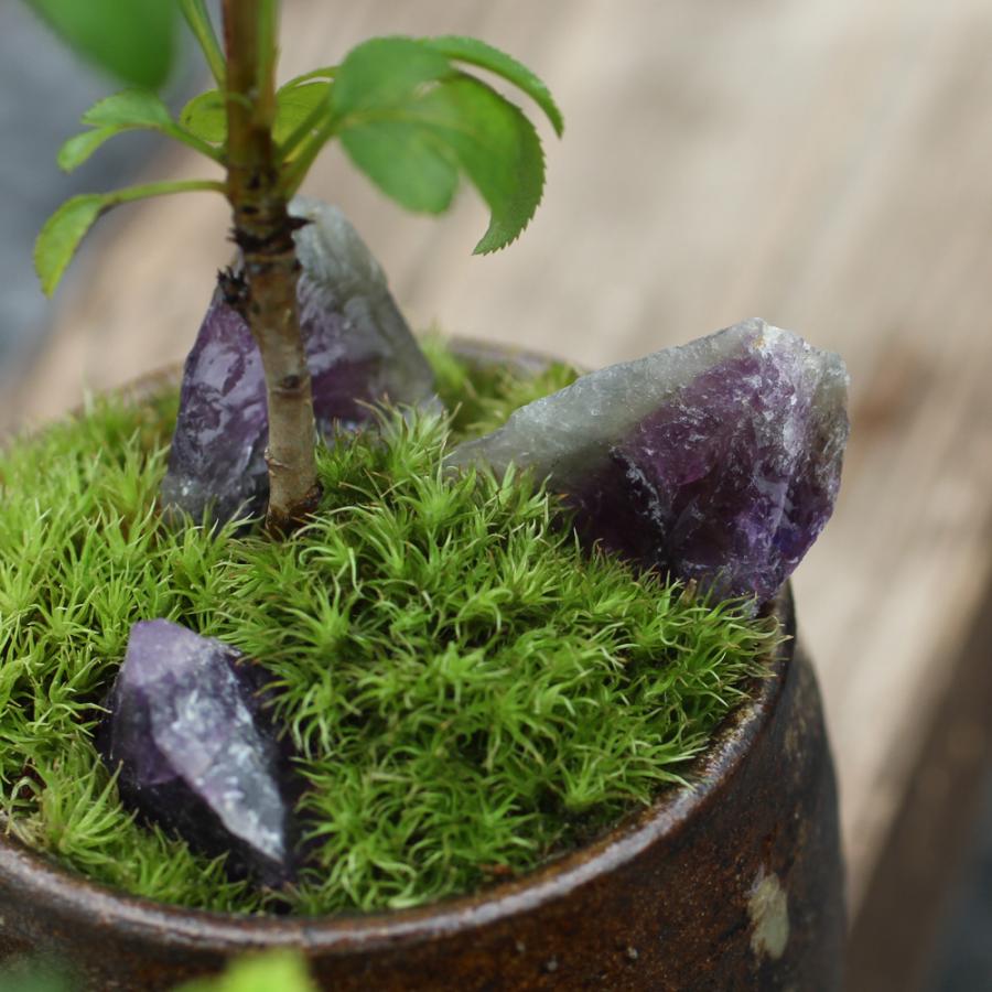 山秋 盆栽鉢 小品盆栽 山野草 山秋 盆栽鉢 小品盆栽 山野草 山野草）苔