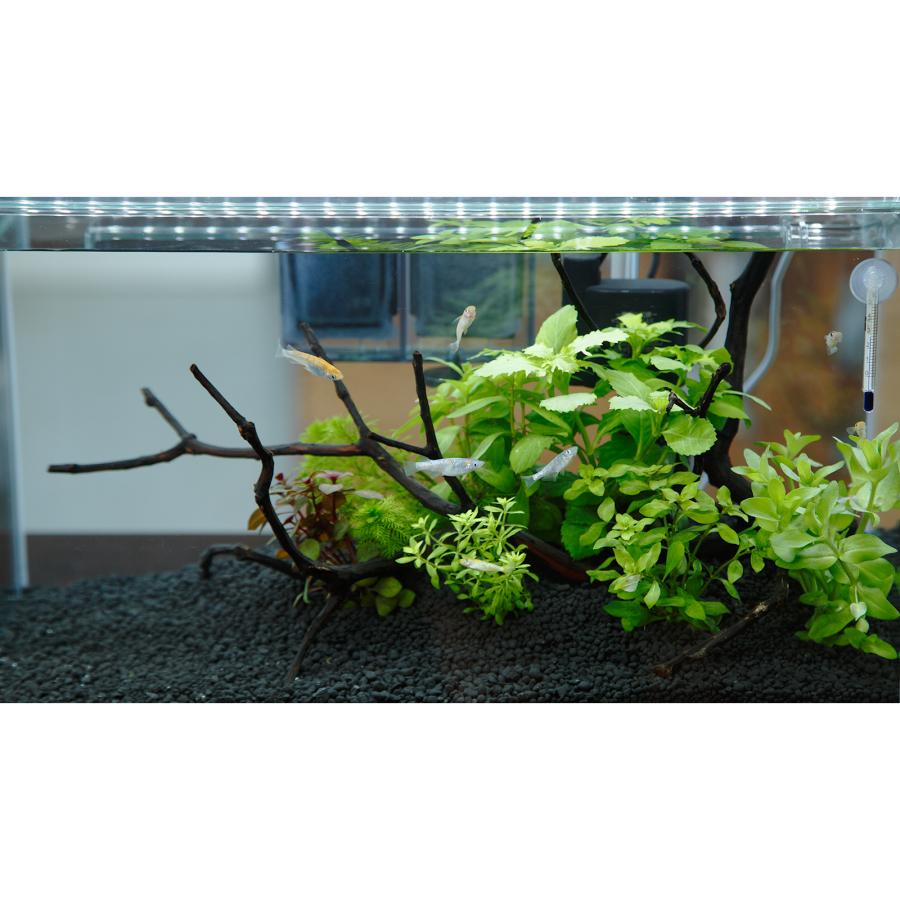 めだか）（水草）飼育セット GEX ガラス水槽 グラステリア