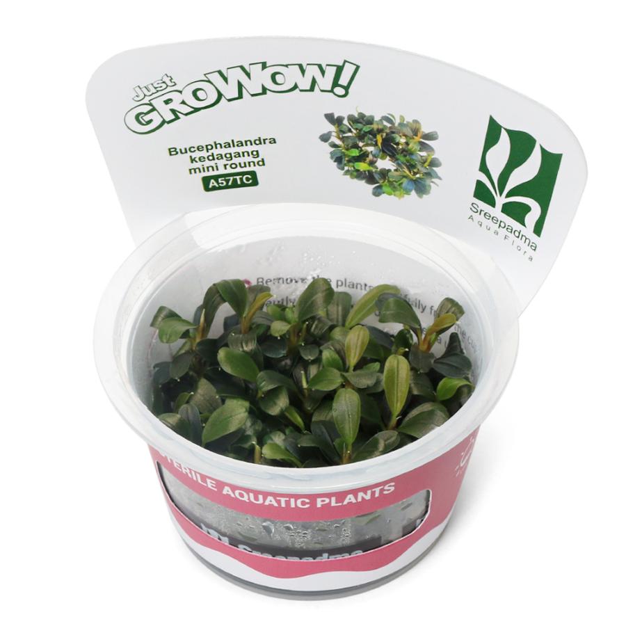 チャーム（charm） （水草）組織培養GROWOW！ ブセファランドラ