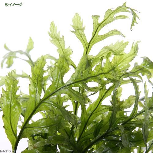 チャーム（charm） （水草）ボルビティス ヒュディロティ（水中葉