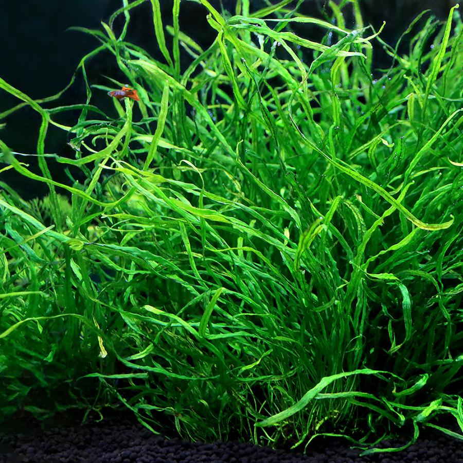 水草）ミクロソリウム 本ナローリーフ（水中葉）（無農薬）（葉数3