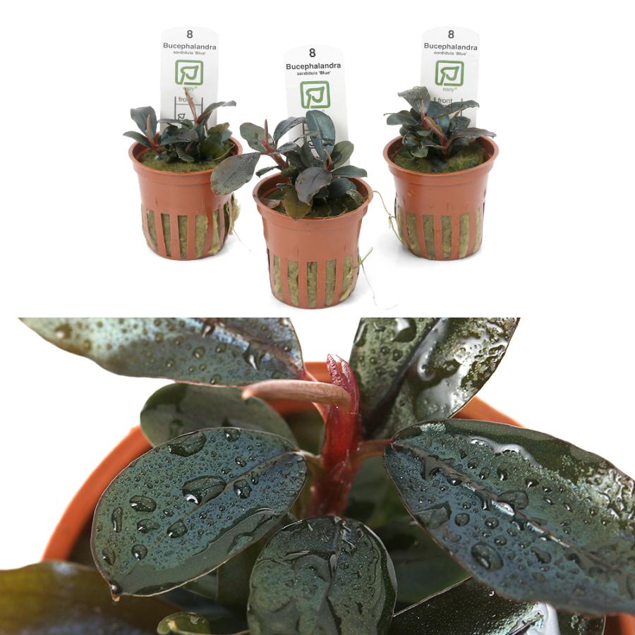 水草）ブセファランドラ ソルディデュラ ブルー（トロピカポット）（無
