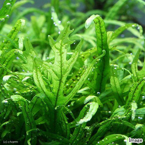 アナカリス（オオカナダモ）を育てよう｜植え方、増やし方、溶ける対策