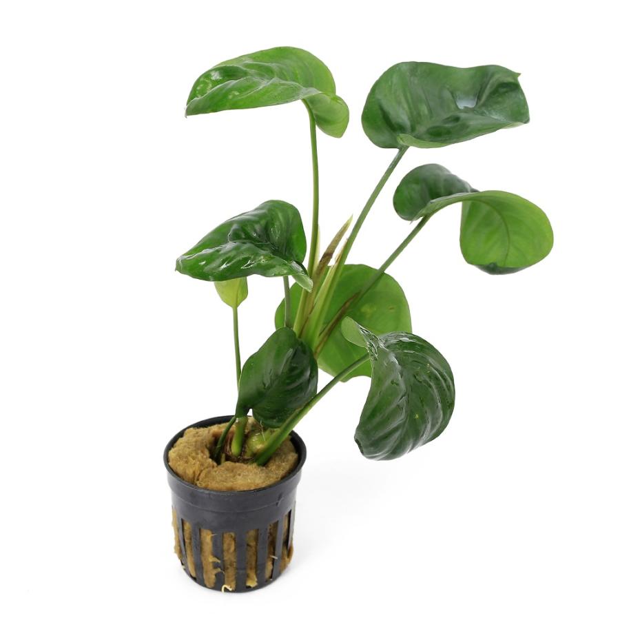 アヌビアス バルテリー バー バルテリー 斑入り 1株 (水上葉