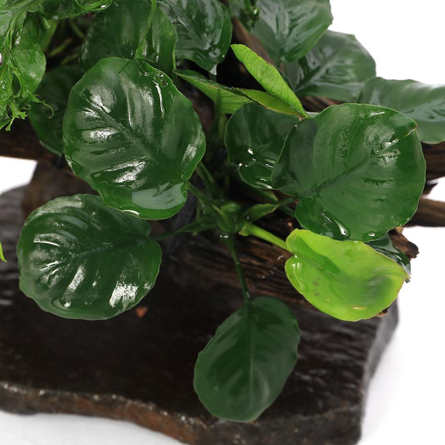 チャーム（charm） （水草）置くだけ簡単 レイアウト流木 アヌビアス