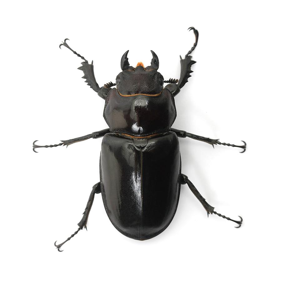 大型ユダイクスミヤマクワガタ標本 D <1110z昆虫標本・クワガタムシ他