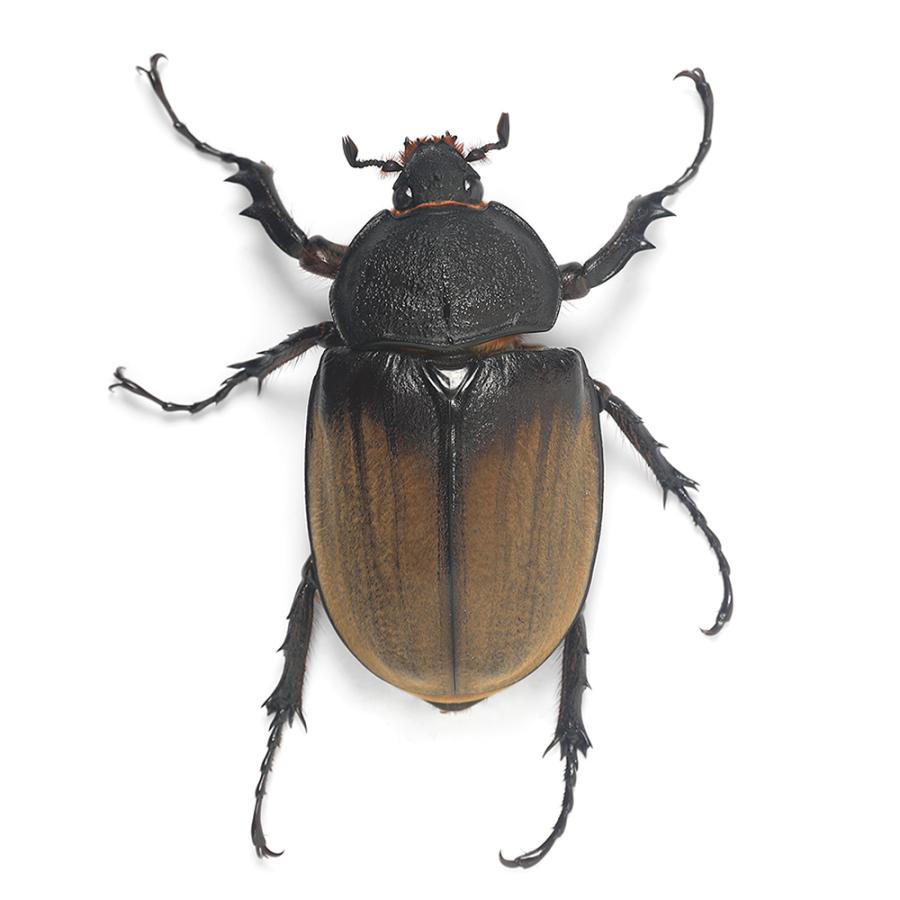 ブラジル産 ゾウカブト 100mmX52mm このエリアの最大個体 ブラジル産