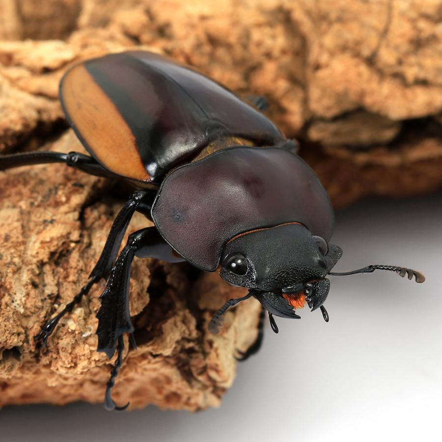 スチーブンスツヤクワガタ 亜種 標本 【公式通販】