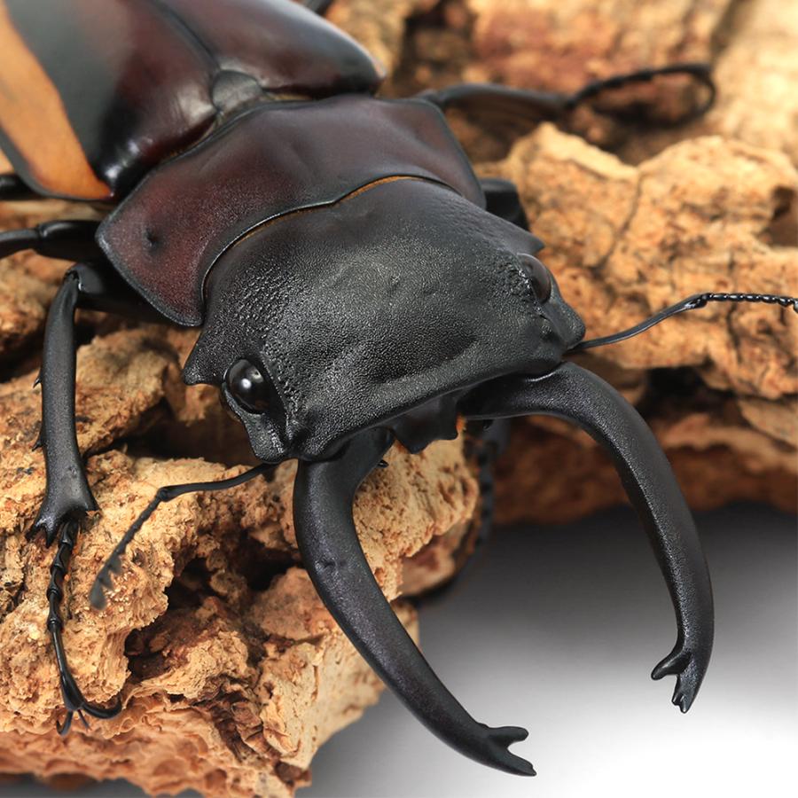 スチーブンスツヤクワガタ 亜種 標本 【公式通販】