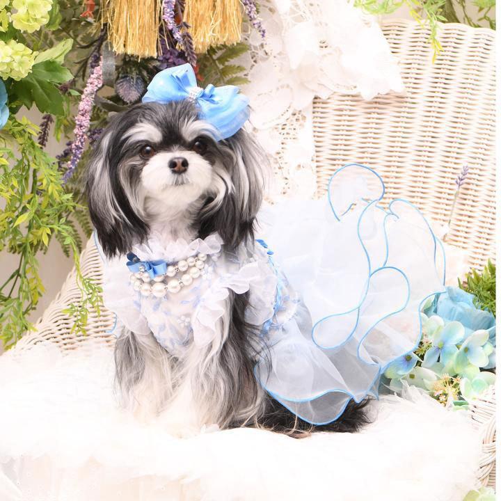 楽天市場】リュクスバーディ Luxe birdie ポンデザムールドレス【小型