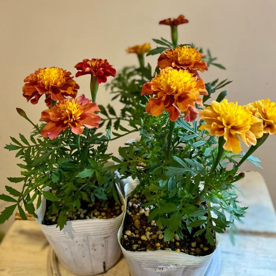 フレンチマリーゴールドストロベリーブロンド2苗セット！ : a.k.g