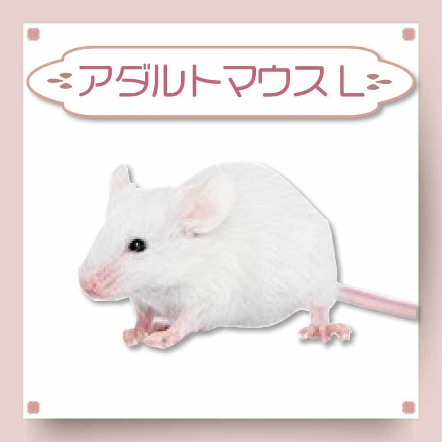送料無料 冷凍マウスアダルトM100匹 【公式通販】