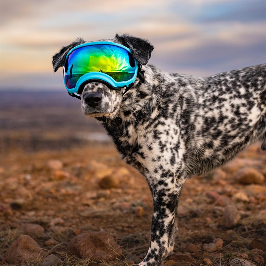 REXSPECS V2 ドッグゴーグル : ICONS SUPER STORE Yahoo!店 - 通販