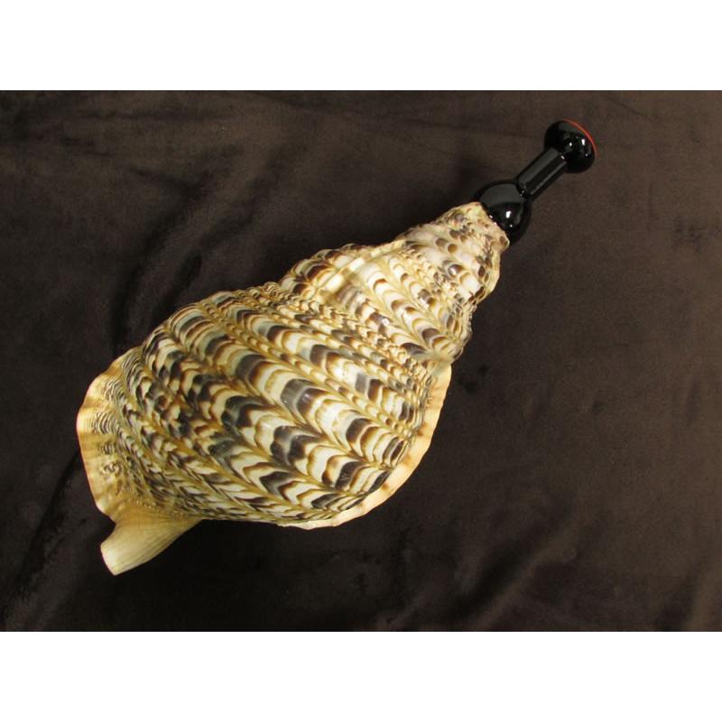 三島屋楽器店 法螺貝（ホラ貝） 大 (約40センチ） 唄口付NO.44010