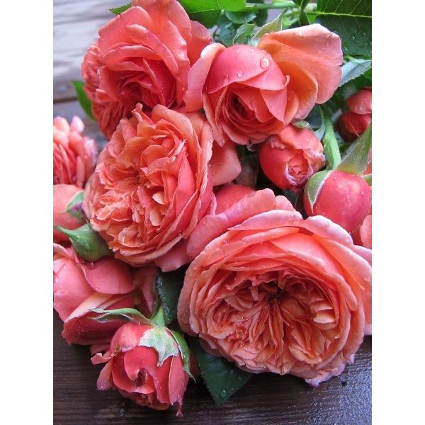 バラ苗 即納 大苗 18cmポット パウル クレー : Apple Roses - 通販