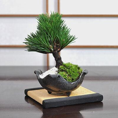 松寿 ミニ盆栽鉢 盆栽 松 道具セット 盆栽 松《別格》樹形美 樹齢5年