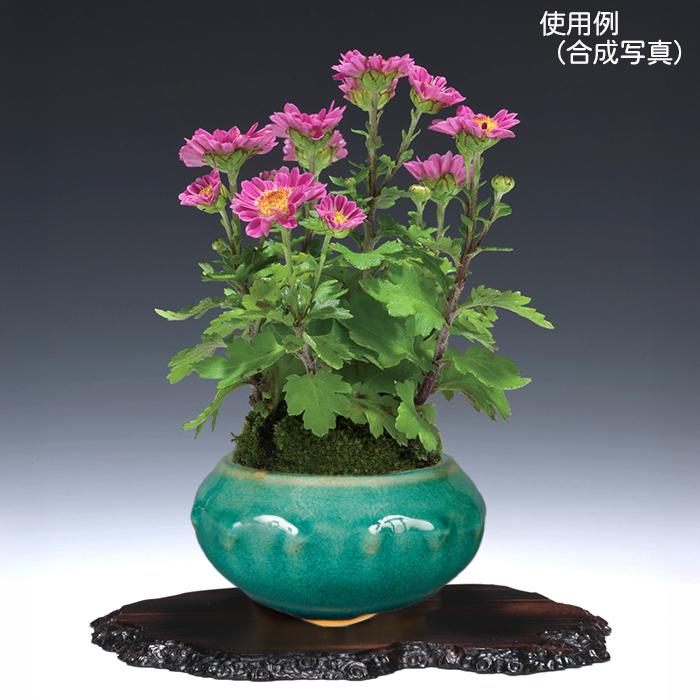 盆栽鉢 「広東色小鉢4点セット」 植木鉢 色鉢 中国鉢 4号 11.5cm 小品