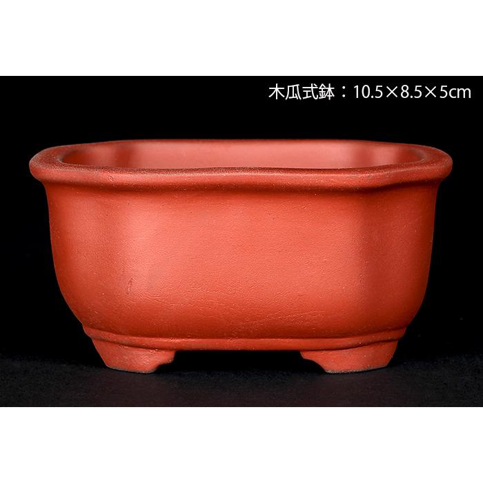 盆栽鉢 植木鉢 瀬戸焼文山窯泥鉢4点セット 泥鉢 焼締 3号 10cm 朱泥 赤