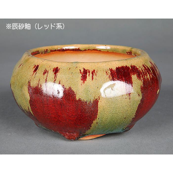 盆栽鉢 「広東色小鉢」 植木鉢 中国鉢 色小鉢 4号 11.5cm 小品盆栽