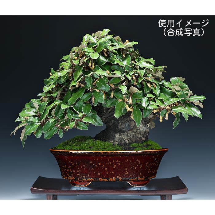 竜紋高脚楕円鉢 多肉植物鉢 紫砂鉢 盆栽鉢 植木鉢 小品盆栽鉢 大品盆栽